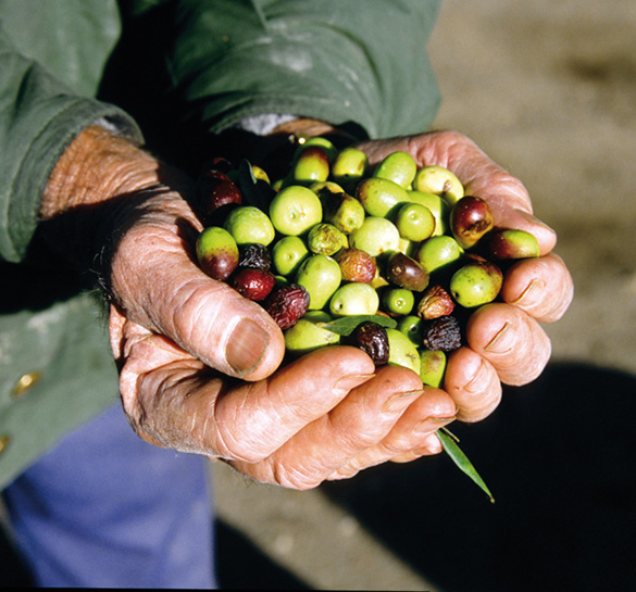 Raynata Moulinier - Récolte d'olives